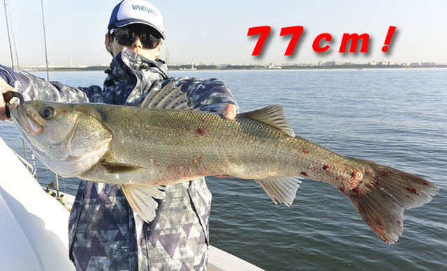 シーバス(スズキ)