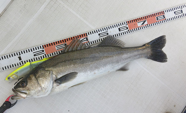 シーバス(スズキ)