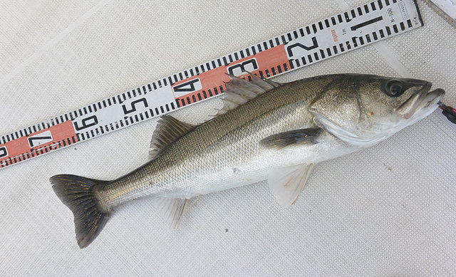 シーバス(スズキ)