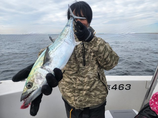 サゴシ(サワラ)