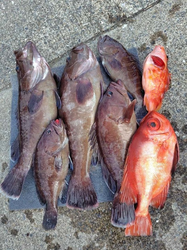 マハタ・キントキ(チカメキントキ)・アヤメカサゴ