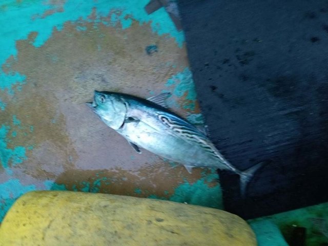 スマガツオ(スマ)