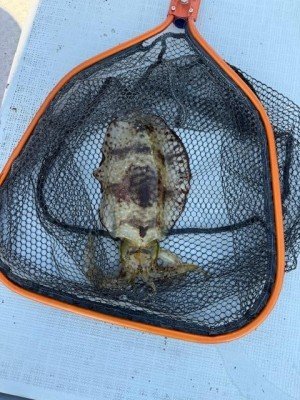 イカ(アオリイカ)