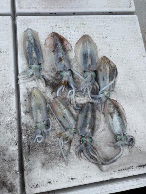 イカ(アオリイカ)