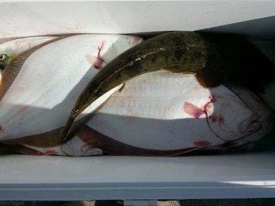 マゴチ・ヒラメ