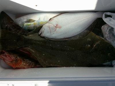 イナダ(ブリ)・カサゴ・ヒラメ