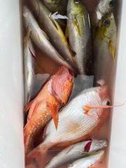 マダイ・イサキ・カサゴ