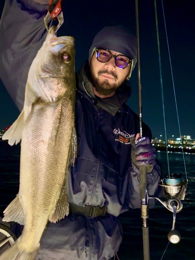 シーバス(スズキ)