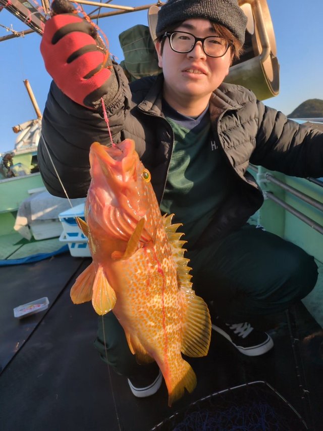 アコウ(キジハタ)