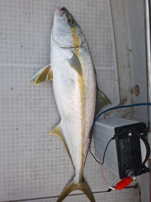 ヒラス(ヒラマサ)