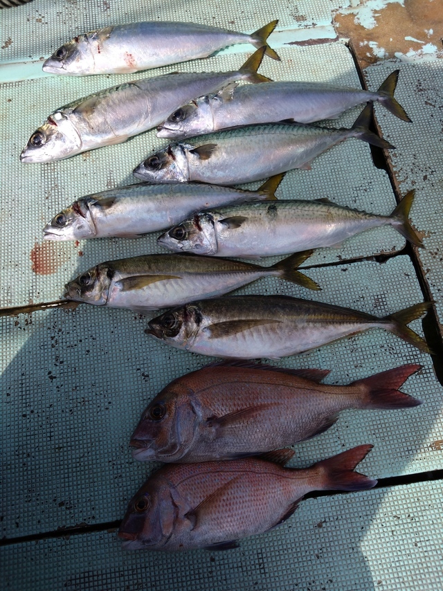 タイ(マダイ)・アジ(マアジ)・サバ(マサバ)