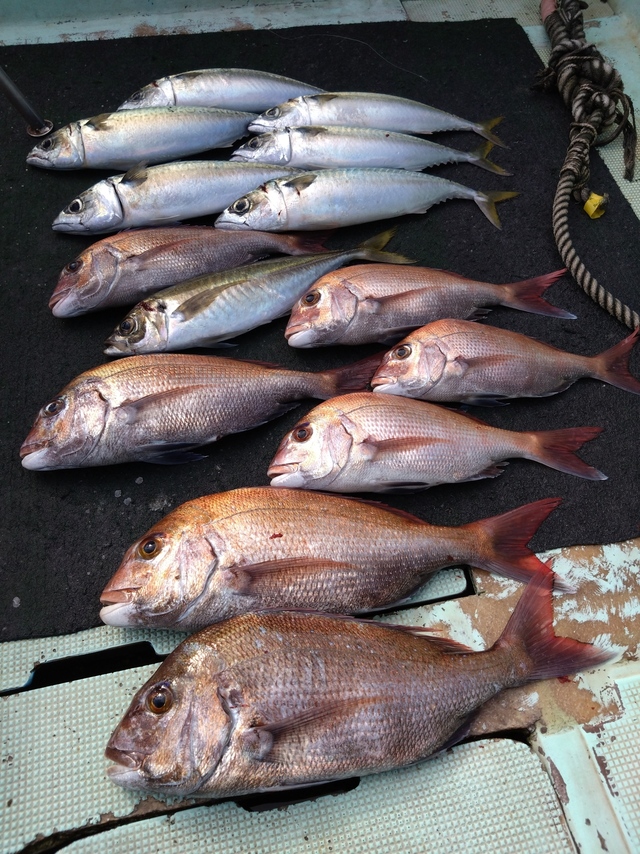 タイ(マダイ)・アジ(マアジ)・サバ(マサバ)