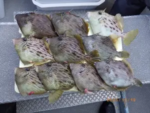 カワハギ