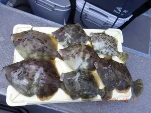 カワハギ