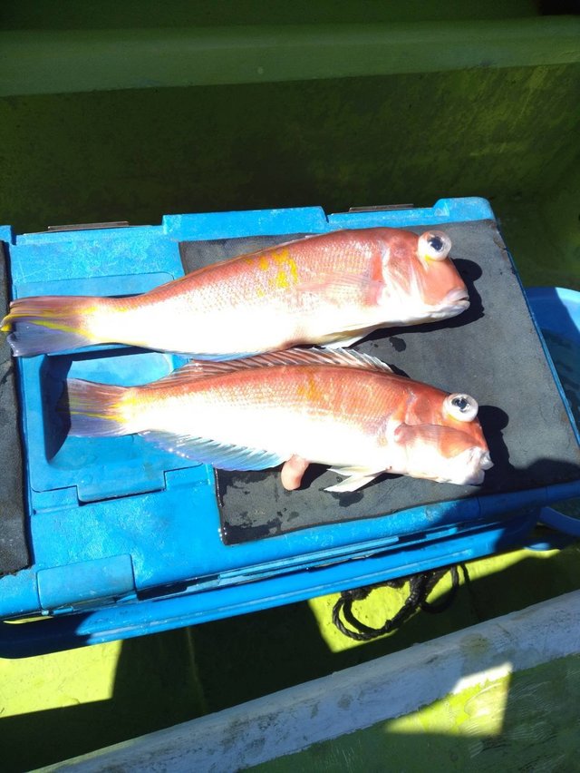 アマダイ(アカアマダイ)