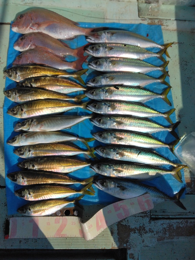 マダイ・マアジ・マサバ