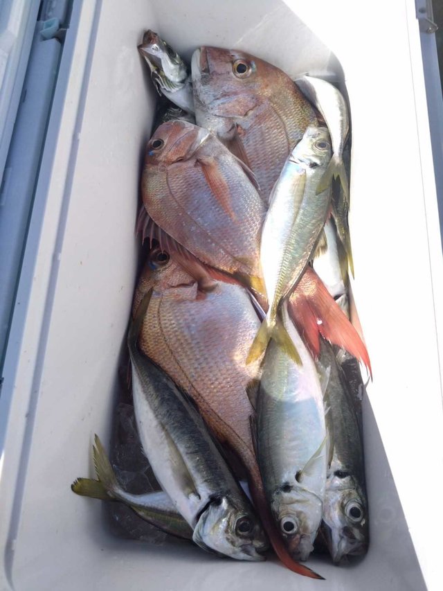 マダイ・アジ(マアジ)