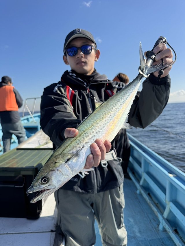 サゴシ(サワラ)