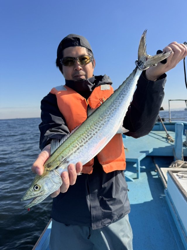 サゴシ(サワラ)