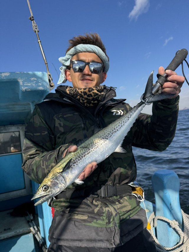 サゴシ(サワラ)