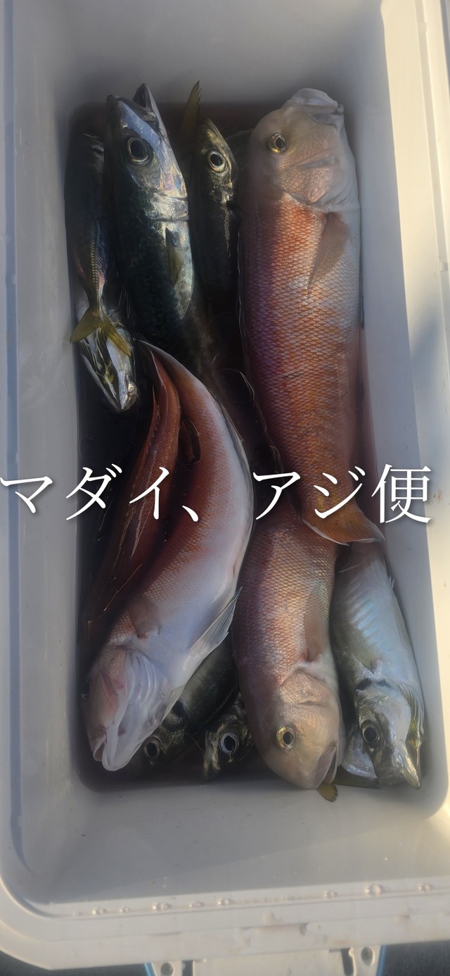 アジ(マアジ)・シロアマダイ・サバ(マサバ)