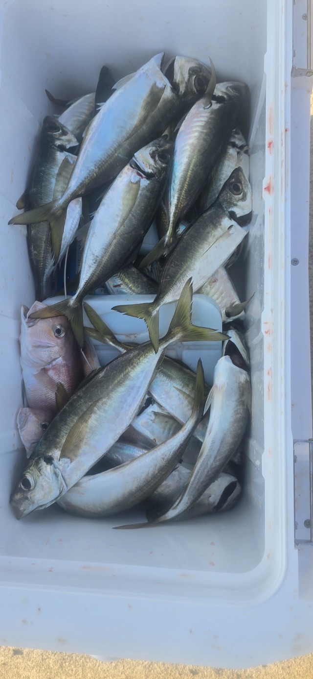 アジ(マアジ)・シロアマダイ