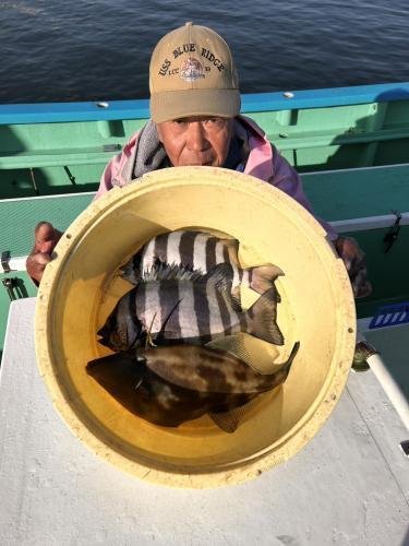 イシダイ・ウマズラ(ウマヅラハギ)