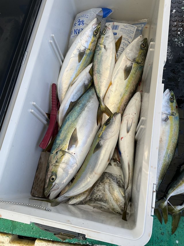 ハマチ(ブリ)・メジロ(ブリ)