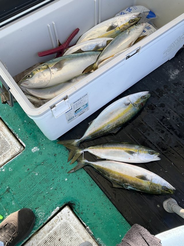 ハマチ(ブリ)・メジロ(ブリ)