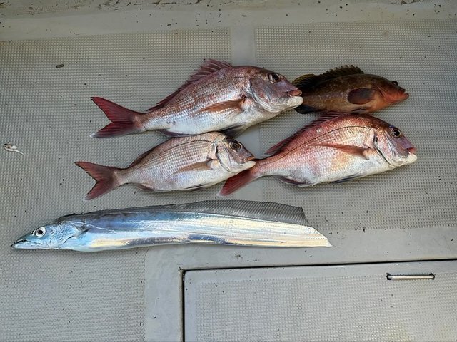 マダイ・アコウ(キジハタ)・タチウオ