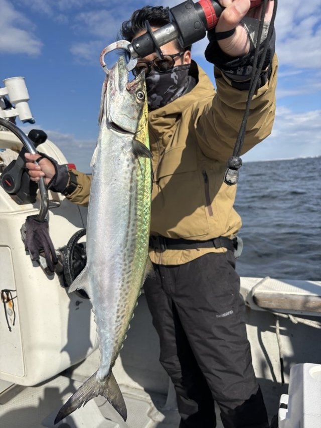 サゴシ(サワラ)