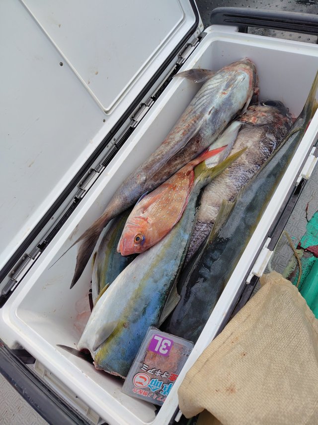 マダイ・ハマチ(ブリ)・メダイ