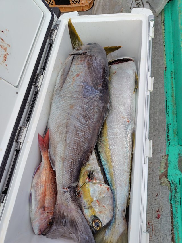 マダイ・ヒラマサ・メダイ