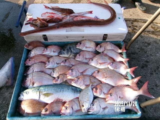 マダイ・クロダイ・ワラサ(ブリ)・ホウボウ・ヤガラ(アカヤガラ)