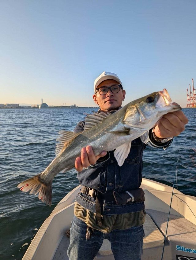 シーバス(スズキ)