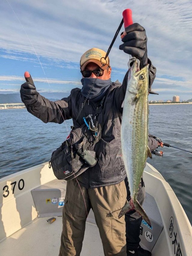 サゴシ(サワラ)