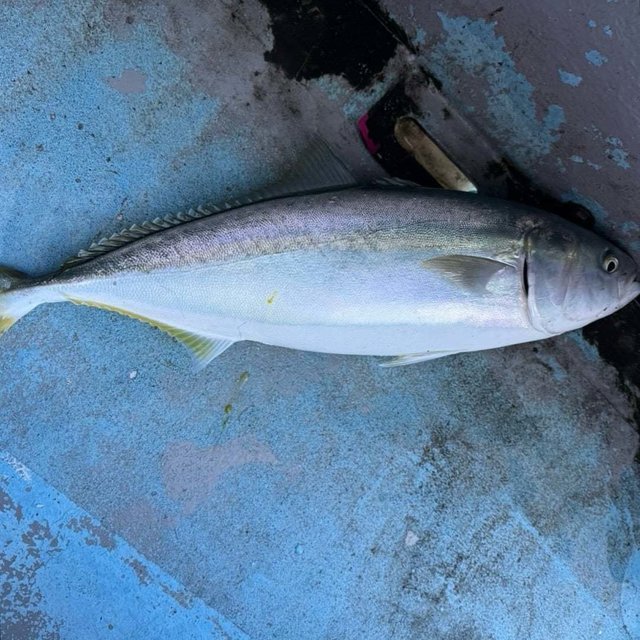 フクラギ(ブリ)