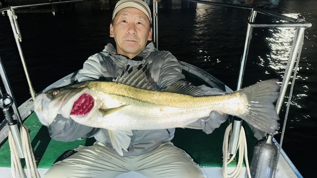 シーバス(スズキ)