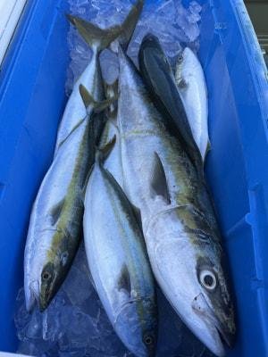 ブリ・ハマチ(ブリ)・メジロ(ブリ)