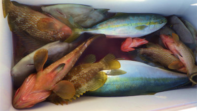 キジハタ・イナダ(ブリ)・ワラサ(ブリ)