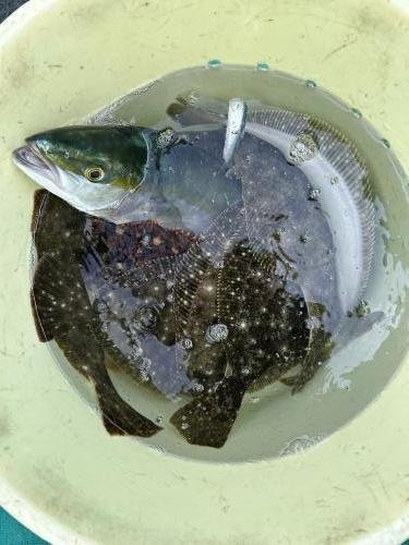 ヒラマサ・ヒラメ