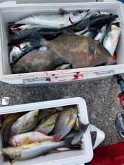 イサキ・ウマヅラハギ・サバ(ゴマサバ)