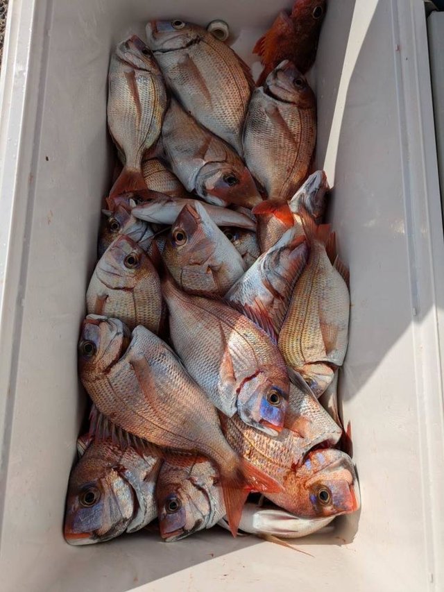 ハナダイ(チダイ)