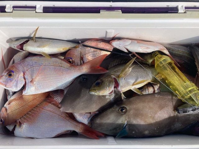 マダイ・ハナダイ(チダイ)・イサキ・ウマヅラ(ウマヅラハギ)