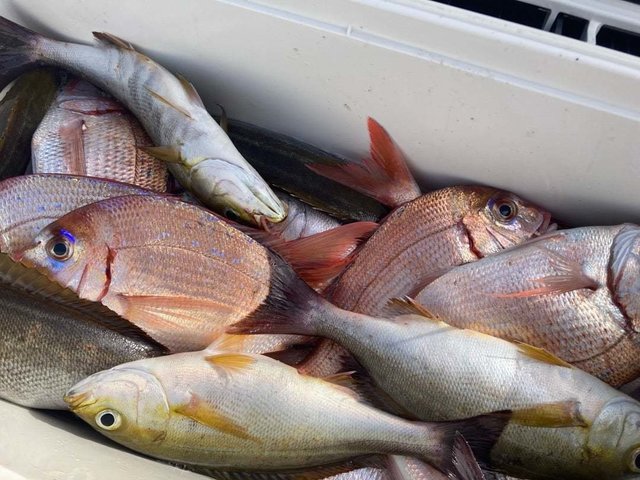 マダイ・ハナダイ(チダイ)・イサキ