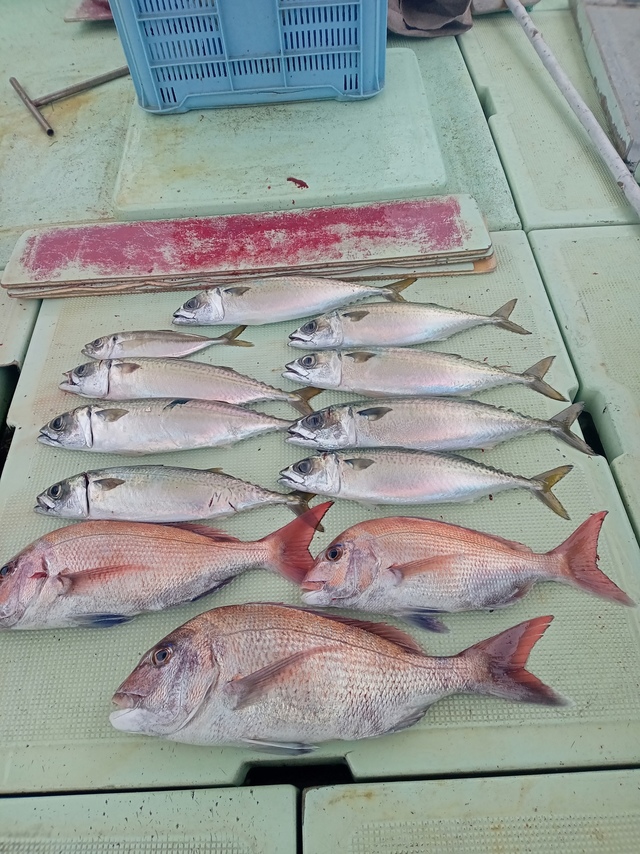 マダイ・サバ(マサバ)