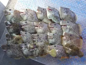 カワハギ
