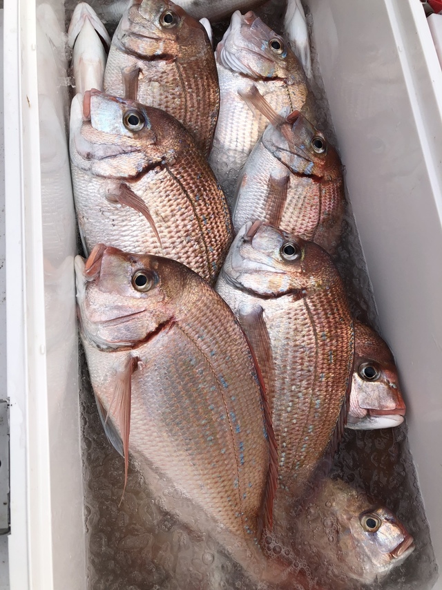 ハナダイ(チダイ)