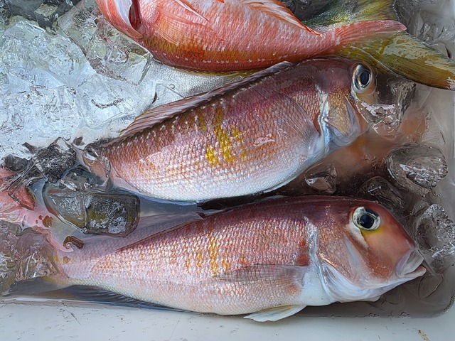 アマダイ(アカアマダイ)