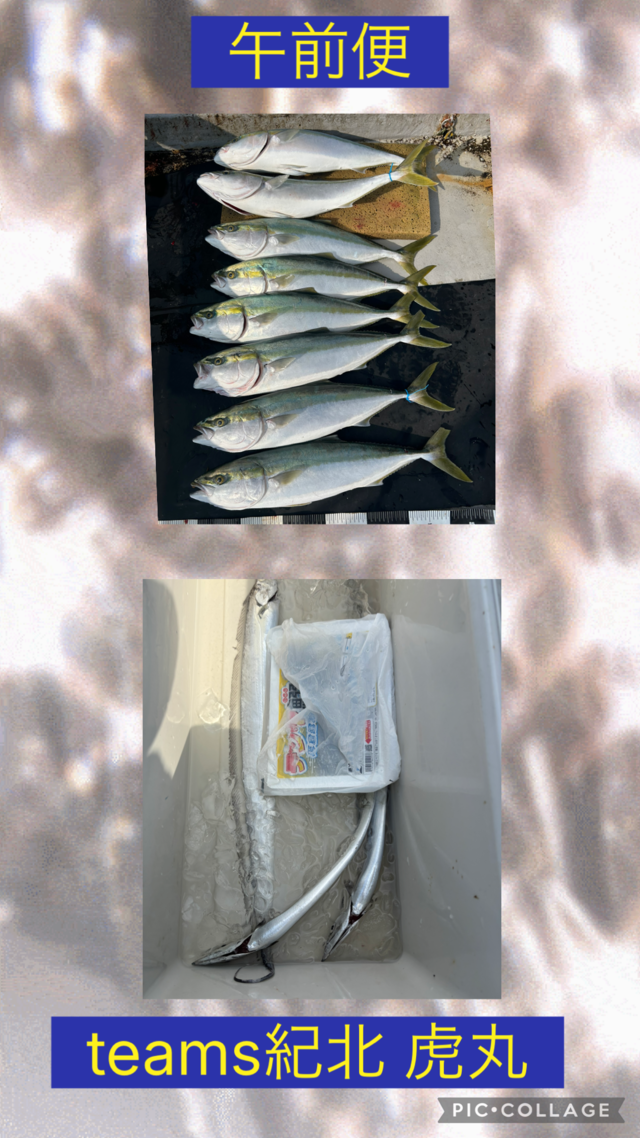 メジロ(ブリ)・タチウオ